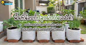 ปลูกผักในกระสอบ